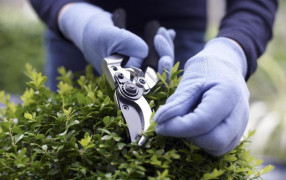 Одним секатором можно заразить весь сад болезнями