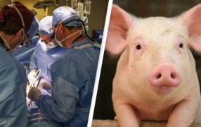 Спасена из мусора: редкая фреска «Богоматерь на престоле» вернется в Новгород