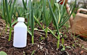 Как разводить нашатырный спирт для полива чеснока