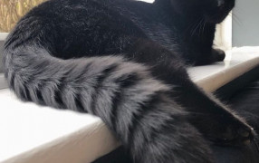 Почти все черные кошки на самом деле полосатые?