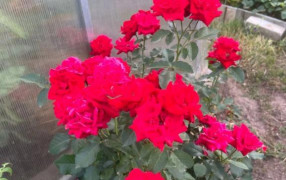 Розы будут цвести до самых заморозков: бесплатная подкормка из трав