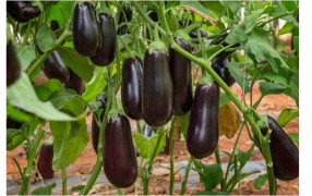 Секрет крупных баклажанов — азотно-фосфорные подкормки в июле