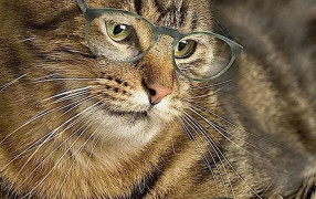 У котов тоже бывает деменция? Как распознать "кошачьего" Альцгеймера