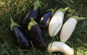 Отсутствуют антоцианы: минусы белых баклажанов