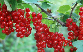 Размножаем ягодные кустарники в августе: советы опытных садоводов